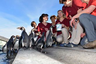 Patienten - Pinguine - der Tierarztpraxis Paulenz / Kloß in Lübbenau