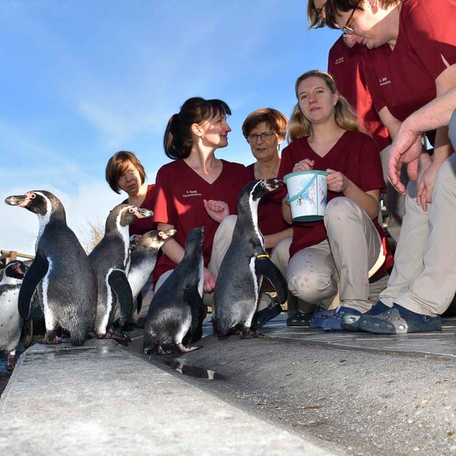 Patienten - Pinguine - der Tierarztpraxis Paulenz / Kloß in Lübbenau