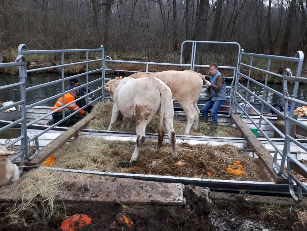 Behandlung von Rindern in der Tierarztpraxis Paulenz/ Kloß in Lübbenau