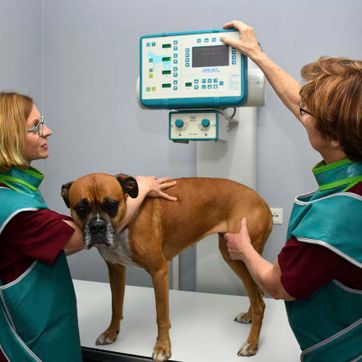 Behandlung von Kleintieren in der Tierarztpraxis Paulenz / Kloß in Lübbenau