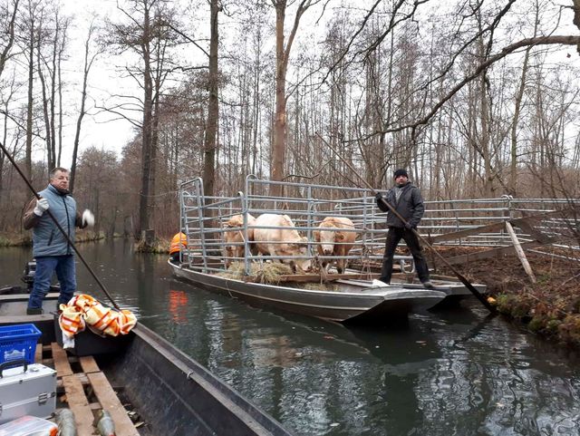 Behandlung von Rindern in der Tierarztpraxis Paulenz/ Kloß in Lübbenau