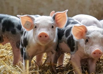 Behandlung von Schweinen in der Tierarztpraxis Paulenz/ Kloß in Lübbenau