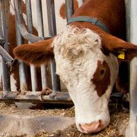 Großtiere der Tierarztpraxis Paulenz / Kloß in Lübbenau