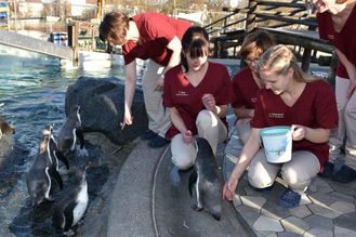 Patienten - Pinguine - der Tierarztpraxis Paulenz / Kloß in Lübbenau