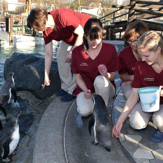 Patienten - Pinguine - der Tierarztpraxis Paulenz / Kloß in Lübbenau