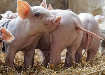 Behandlung von Schweinen in der Tierarztpraxis Paulenz/ Kloß in Lübbenau