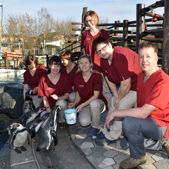 Patienten - Pinguine - der Tierarztpraxis Paulenz / Kloß in Lübbenau